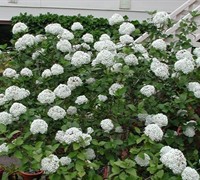 Fragrant Snowball Viburnum Picture