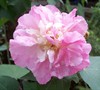 Confederate Rose Hibiscus