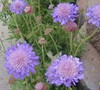 Butterfly Blue Pincushion Flower