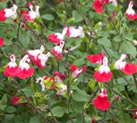Hot Lips Salvia Picture