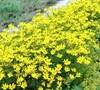 Zagreb Coreopsis Picture