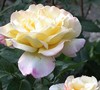 Peace Rose 'Madame A. Meilland