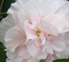 Confederate Rose Hibiscus Picture