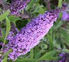 Buzz Lavender Dwarf Butterfly Bush