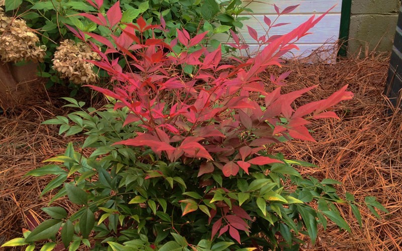 Obsession Nandina Picture
