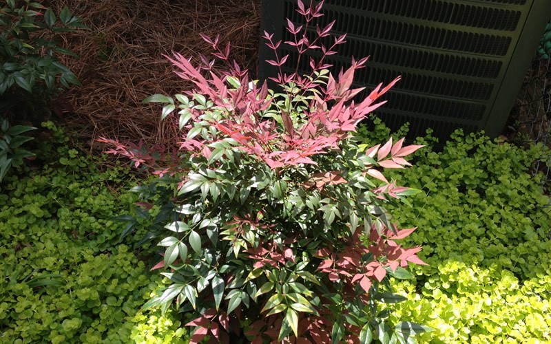 Obsession Nandina Picture