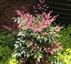 Obsession Nandina Picture