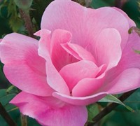 Knock Out Pink Rose Picture