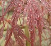 Crimson Queen Japanese Maple