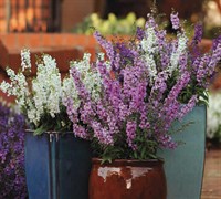 Summer Snapdragon Picture
