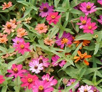 Profusion Mix Zinnia Picture