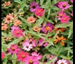 Profusion Mix Zinnia