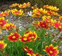 Daybreak Coreopsis Picture