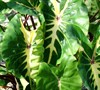 White Lava Colocasia