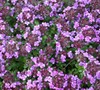 Wine & Roses Thyme