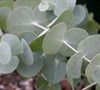 Eucalyptus Tree