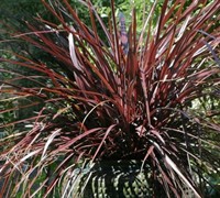 Red Star Cordyline Picture
