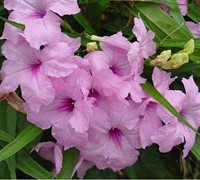 Katie Pink Dwarf Mexican Petunia Picture