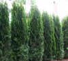 Emerald Green Arborvitae