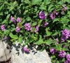 Trailing Lavender Lantana