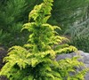 Gold Tip Fernspray Cypress