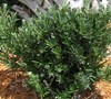 Pringles Dwarf Podocarpus Yew