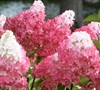 Vanilla Strawberry Hydrangea