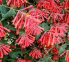 Coral Honeysuckle