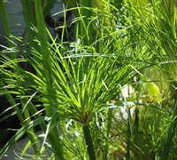 dwarf papyrus care of