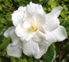Fall In Love Hardy Gardenia