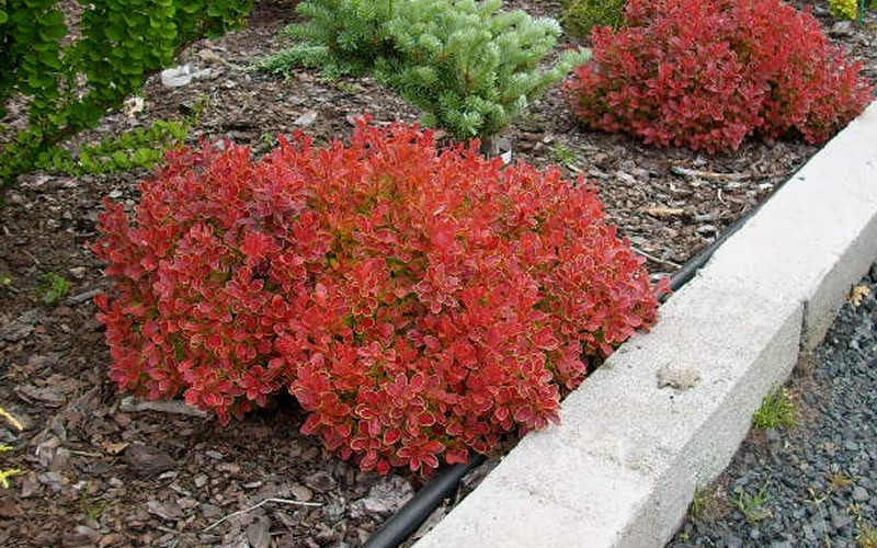 Admiration Barberry Picture