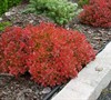 Admiration Barberry Picture