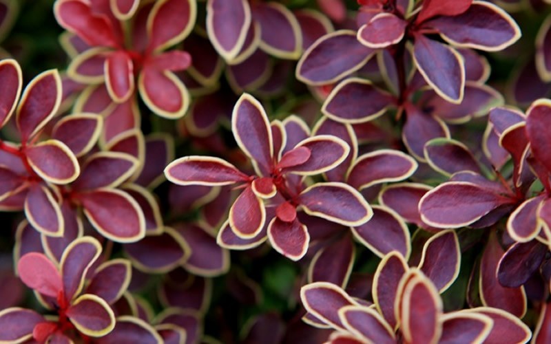 Admiration Barberry Picture