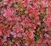 Admiration Barberry Picture
