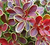 Admiration Barberry Picture