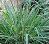 West Indian Lemon Grass