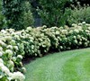 Incrediball Hydrangea Picture