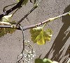 Picture about Yellow And Brown Patches On Leaves And Grapevines And Shriveling Grapes