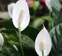 Peace Lily Picture