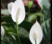 Peace Lily
