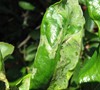 Picture about Mexican Lime Tree Leaves Curling Up