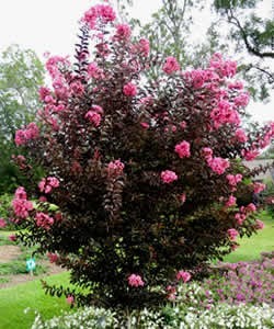 6 year old Delta Jazz Crape Myrtle 6 year old Delta Jazz Crape Myrtle