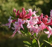 Piedmont Azalea Picture