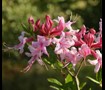 Piedmont Azalea