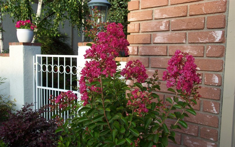 Ruby Dazzel Crape Myrtle