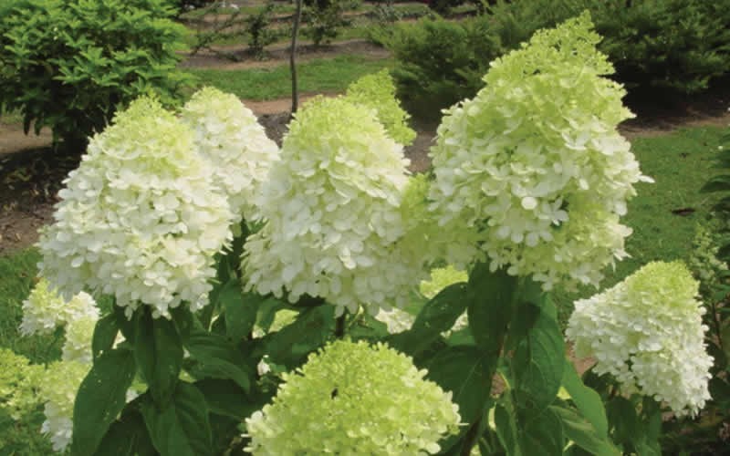 Limelight Hydrangea Picture