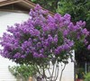 Zuni Crape Myrtle
