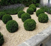 Baby Gem Boxwood Picture