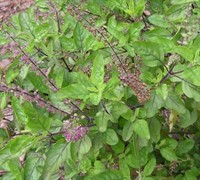 Holy Basil Picture