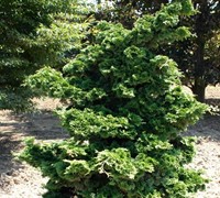 Well's Special Hinoki False Cypress Picture
